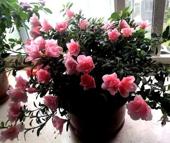 植物|养不好5种植物，就要赶紧“跳坑”，不然买多少、死多少