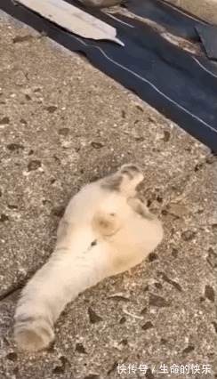 |搞笑说个价钱让我死心