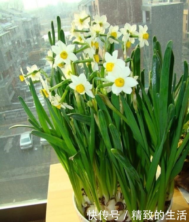 室内养水仙花,别和水壶放一块,水变“毒水”,别忽视!