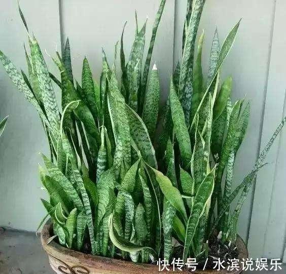 毛根|无根“虎皮兰”，上盆简单，2样东西一掺，毛根嗖嗖长，叶子高大