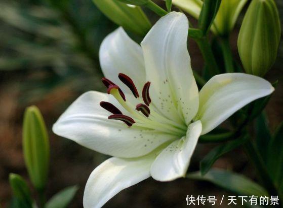 超漂亮的几款花卉,沾土就活,生命力都特别旺盛