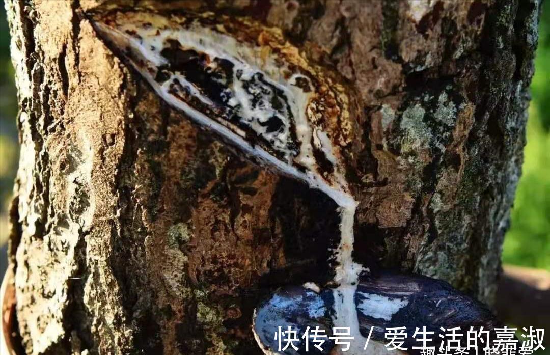 金皮树|认识植物界的“六大毒树”，看到“绕道走”，涨知识不吃亏