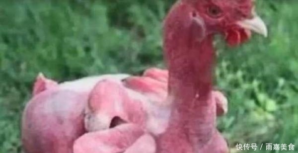 有人|肯德基那么多鸡翅和鸡腿来自哪里?有人说变异鸡,但事实不是这样