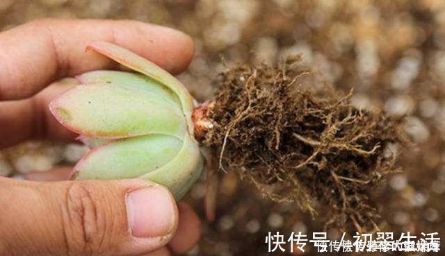 多肉植物|多肉植物换盆别忘了做1件事,15天服盆,侧芽长不停