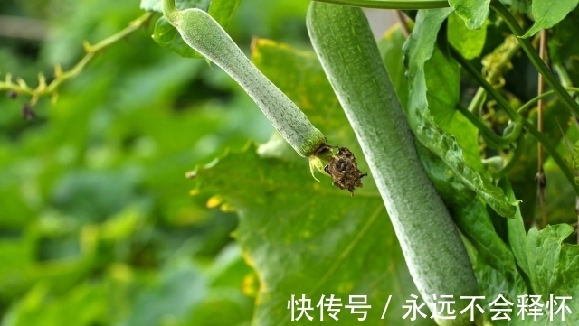 营养成分|天然“补水王”终被发现，隔三差五吃1次，肌肤水嫩细腻还能瘦身