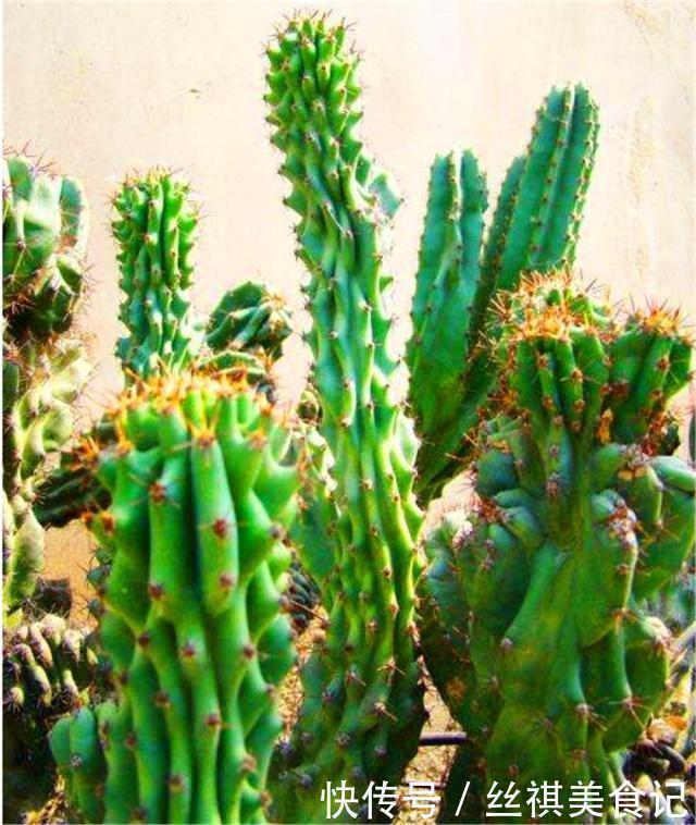 仙人掌|2种盆景被公认“长得丑”,殊不知是睡眠“守护神”,再丑也得养