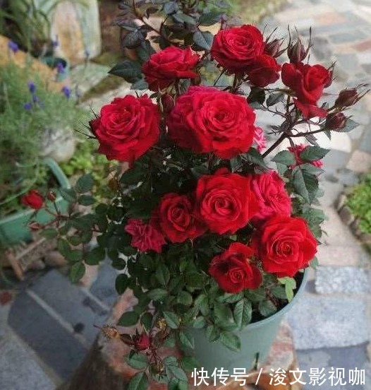 盆栽|“月季花”虽好看，但日常浇水、施肥和除虫，却一步也不能少