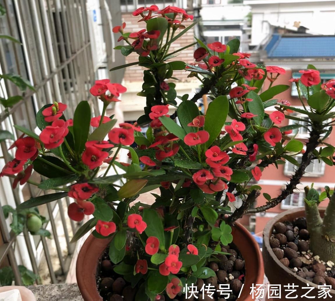 红掌|4种“漂亮花”，从年头开到年尾，耐旱又耐晒，一年赏花300天