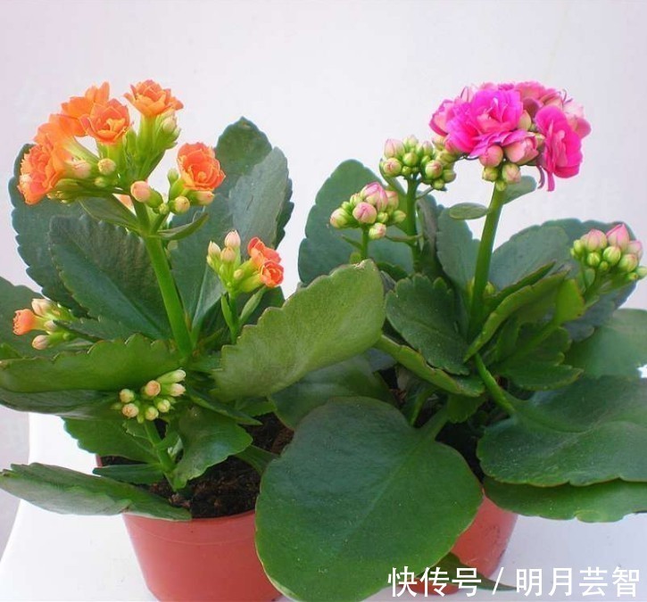 爆盆|长寿花爆盆技巧有哪些，知道这些方法，养护起来更加轻松