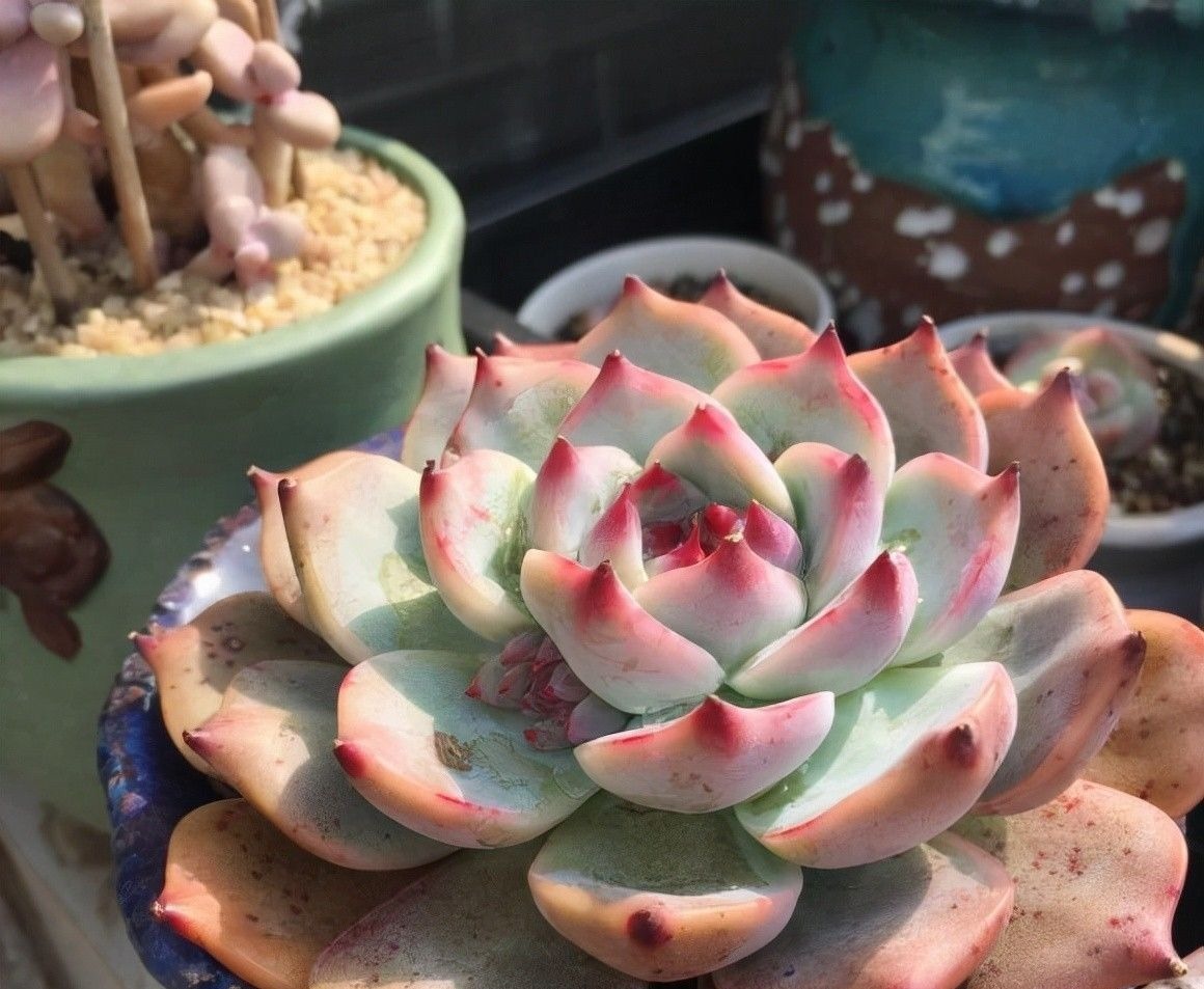 多肉|多肉好看不好养,想要养好它!“先要有环境,后要有技术”