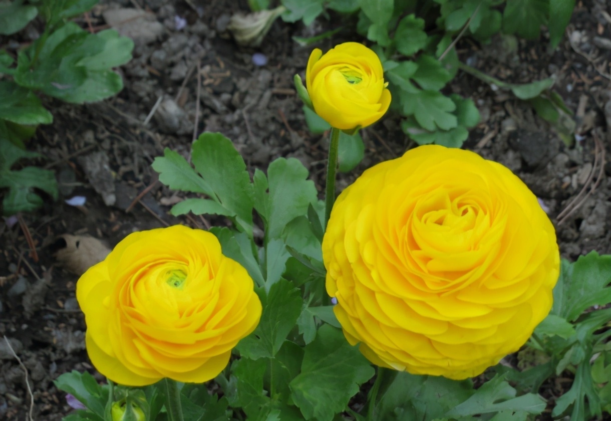 喜欢牡丹、月季,不如养花毛茛,株姿玲珑,节省空间,更有品味