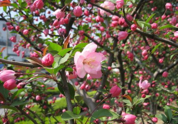 这些“老话”通俗易懂,能叫养花人少走弯路