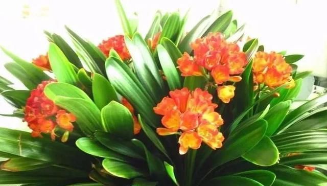 盆里扔2样东西，养花10年不烂根，叶子油光瓦亮，花苞挂满枝头