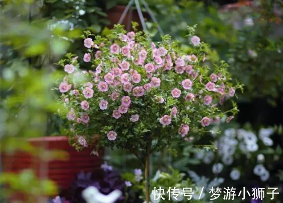 阳台上|六种简单的花,阳台不需要养太多花,室内就可以花香不断