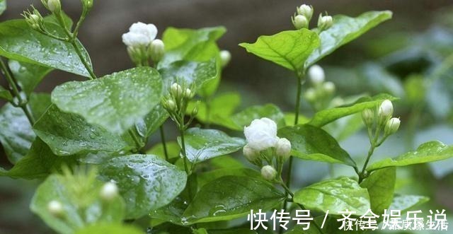 酸性|茉莉土加“一料”,不黄叶不徒长,易生根长得旺,养成繁花老桩!