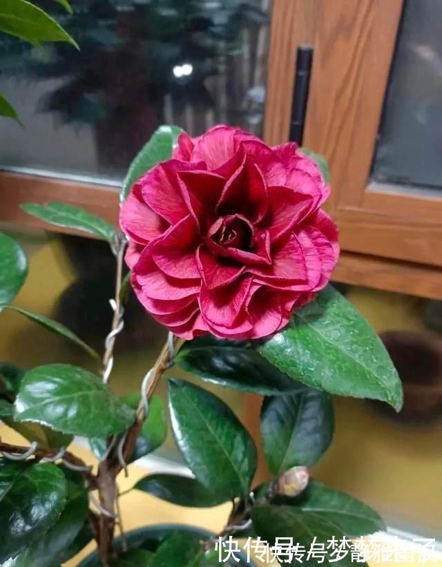 养花常备4种水,每月用一次,叶子亮,花根壮!