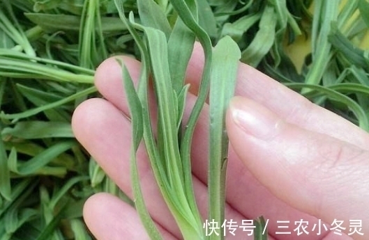 麦家|麦地里“灰蒙蒙”的野草，如今是优良的饲料，种子的价值更高