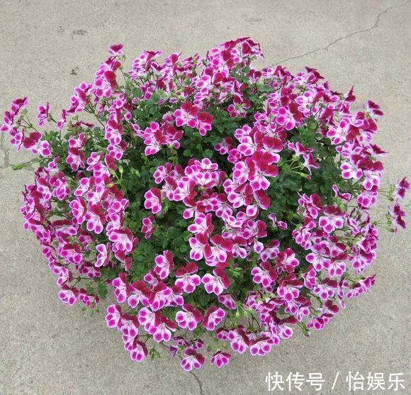 夏季养花一浇水就死,一施肥就烂根重点在这里,促休眠3点措施