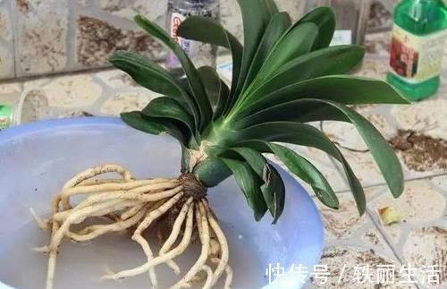 养花烂根不是大问题!土里埋点它,根须刷刷长满盆,越来越壮实