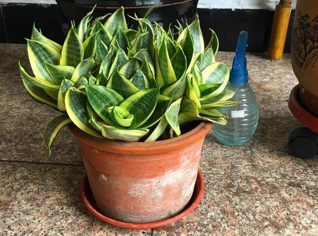 家里养盆虎皮兰,小花盆、挤着养,疯狂开花爆小崽!