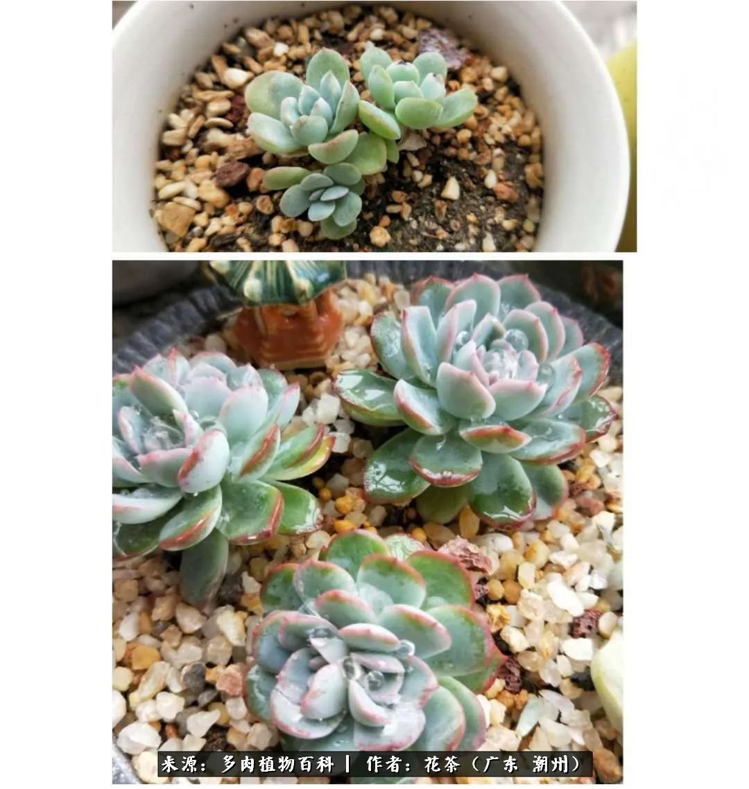 放松心情,静享愉悦,阳光下的多肉是最美的!