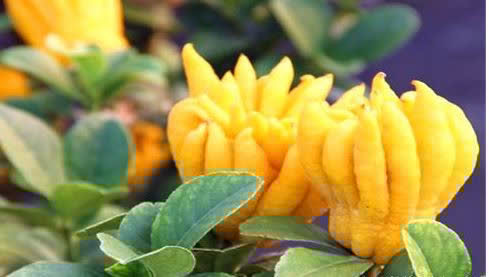 西梅|秋季来了,多吃以下三种食物,淡斑去皱,美容养颜,早吃早好