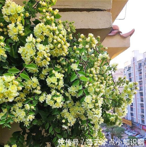 开花仙气十足,香气浓烈,遇土就活,还被大家称为“嫁接神木”!