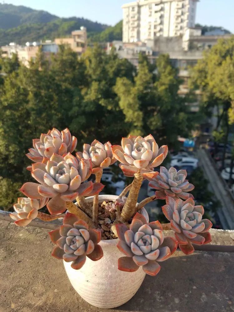 养肉三年，分享养肉经验，谈谈适合逆开挂区的多肉！