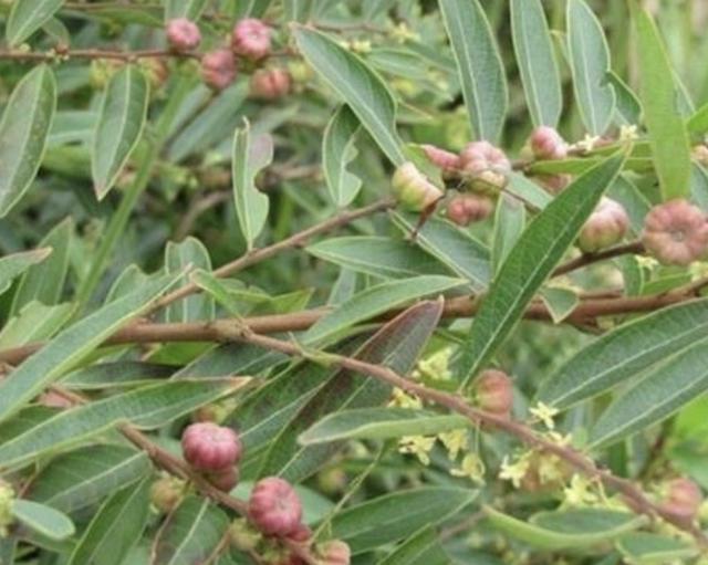 山脚下有1种植物，人称“算盘子”，结出的果子像“南瓜”，奇特