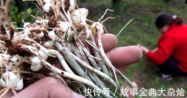 鳞茎|悄悄告诉你它是最好的野菜之一,若见到别告诉别人,留着慢慢挖
