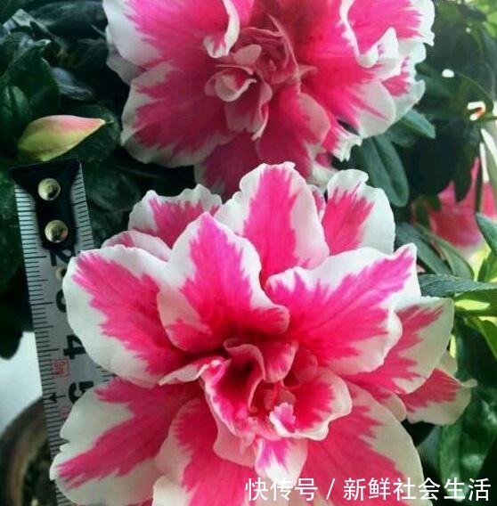这花让人太心动，60元一盆咬牙买，冬天“赏花”全靠“它”！