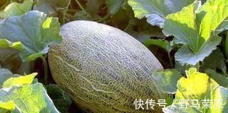 解药|它是尼古丁的天然“解药”,老烟枪常吃, 清肺润肺,肺病不来扰