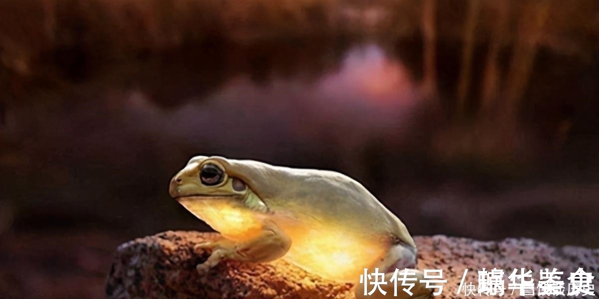 鸣蝉&辛弃疾一首《西江月》,写出了乡村夏日夜晚景象,农村孩子都见过