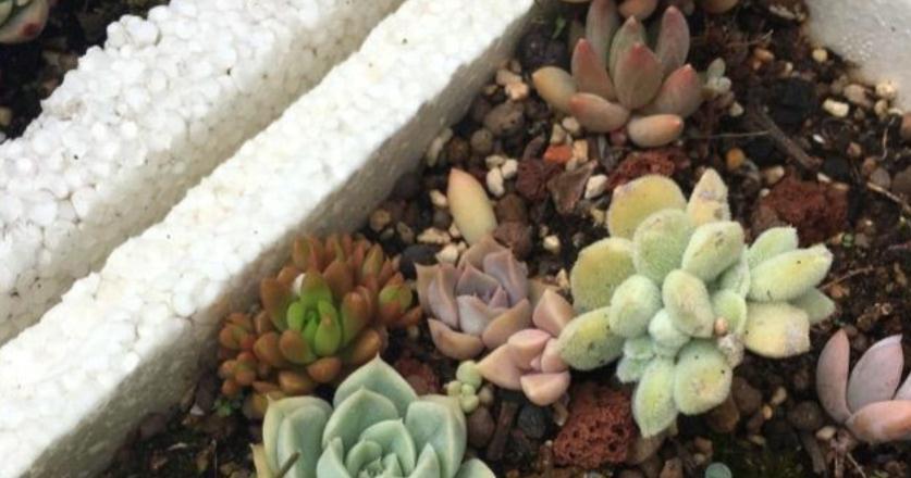 养多肉,用泡沫箱扦插育苗、做拼盘,该注意什么?