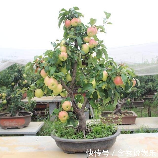 阳台|这几种水果不用花钱买,家里阳台很容易种,结的果子还特别多!