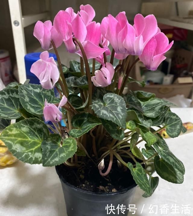 长寿花|这5种花,叶子不能喷水,尤其是夏天,一喷就全烂了