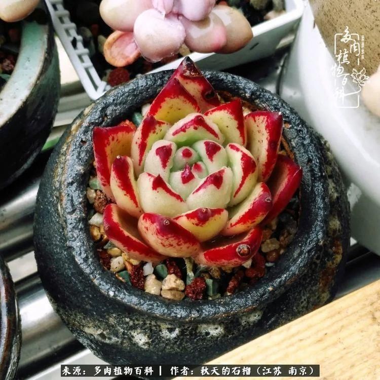 渡劫归来的肉肉,谁是谁的前世,谁又成了谁的今生