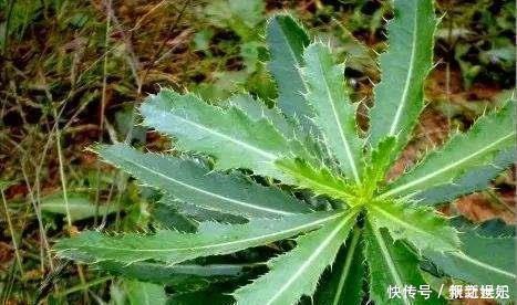 尖刺|它被称为“天然抗生素”，农村常见，价值珍贵却惨遭忽视，可惜了