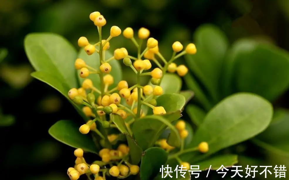 米兰花喜欢受虐,越晒越香,养护简单不费心,度夏很容易