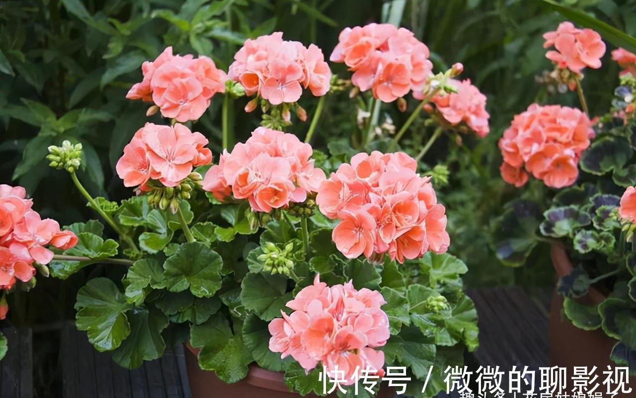 磷酸二氢钾养花作用大,它有很多个“妙用”,很多人就只知道一个