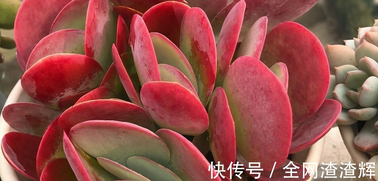 如果有露养的条件,别错过这5款多肉,出了状态红似火漂亮极了
