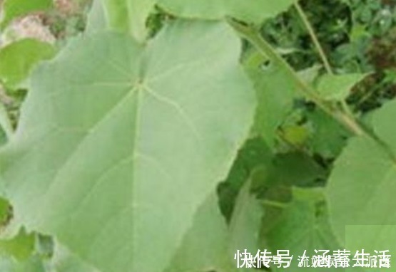 农民朋友|农村“茅厕边”的野果子，浑身都是宝，营养丰富，农村娃肯定见过