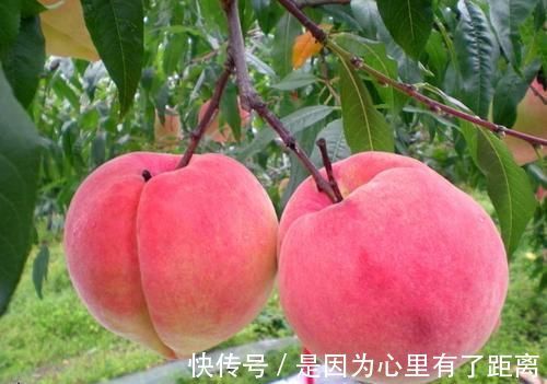 健康|叮嘱家人夏天吃桃子要注意,必须避开这几点,才健康又安全