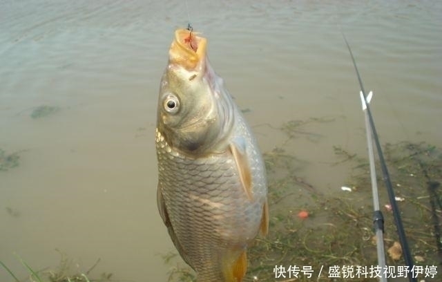 饵料|夜钓水里黑漆漆一片，鱼是怎么发现饵料的