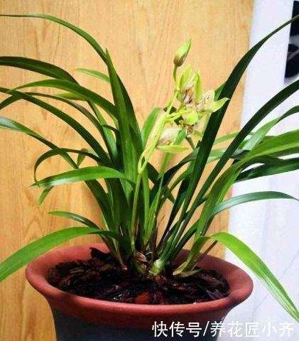 养花总烂根怎么办?预防是关键,做好这7点,想烂根都难