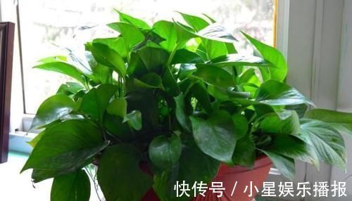 3种花，扦插最好活，枝条沾土就生根，不出俩月长满盆