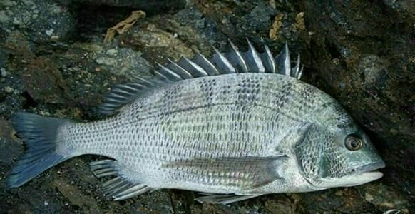 同是钓大鱼的钩型,千又和伊势尼之间,到底有哪些区别