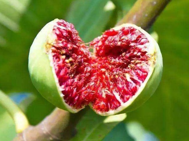 淋巴肉瘤|无花果太厉害了！会用的人简直是捡到宝了，快来和我一起看看吧