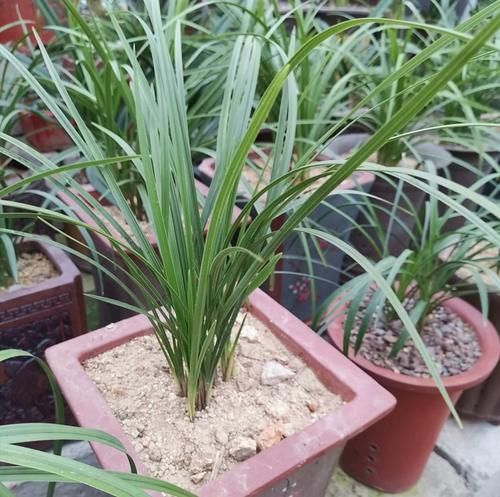 自制养花营养土，用上4种“小东西”，盆土松软透气，养啥花都旺