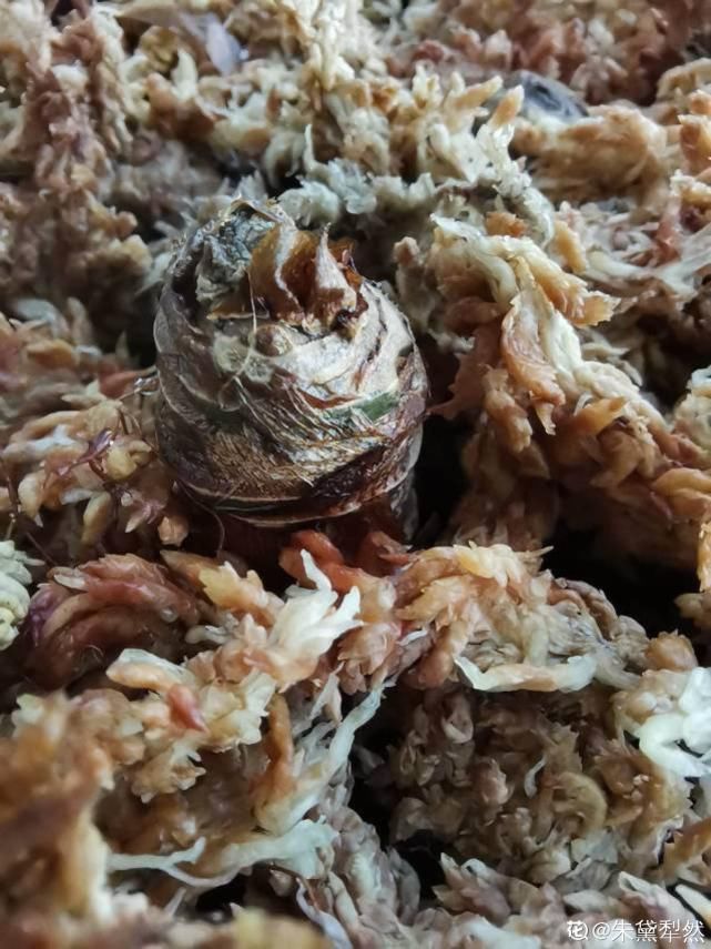 水苔养花好处多,干干净净,促进花卉生长